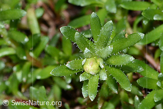 Foto: Bewimperter Steinbrech (Saxifraga aizoides). Blätter und Knospe.