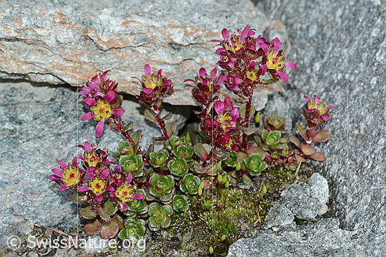Photo: Saxifraga biflora. Whole plant (Habituus).  view from diagonally above.