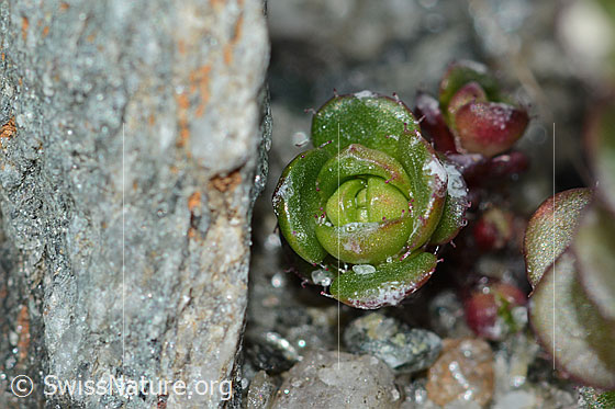 Photo: Saxifraga biflora. Sprout.