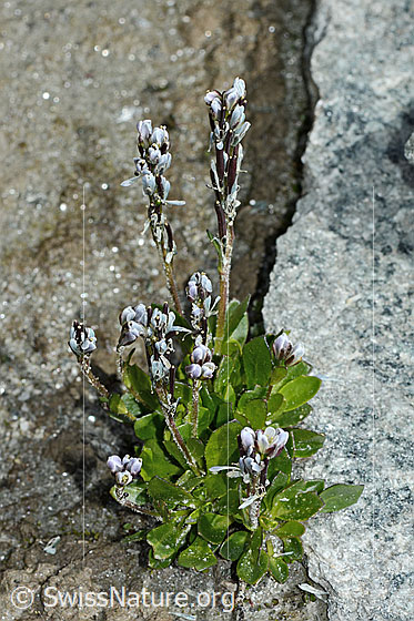 Photo: Arabis caerulea. Whole plant (habiti).