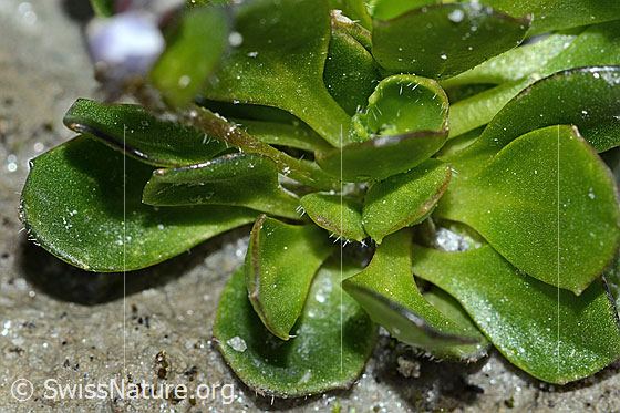 Photo: Arabis caerulea. Leaves.
