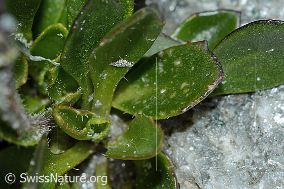 Photo: Arabis caerulea. Leaves. Leaf edge.