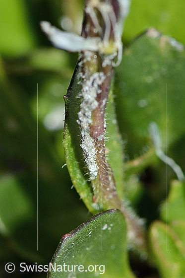 Photo: Arabis caerulea. Stem.