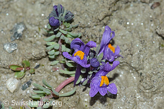 Foto: Alpen-Leinkraut (Linaria alpina). Blüten. Ansicht von vorne.