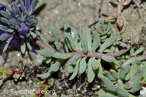 Photo: Linaria alpina. Stem and leaves.