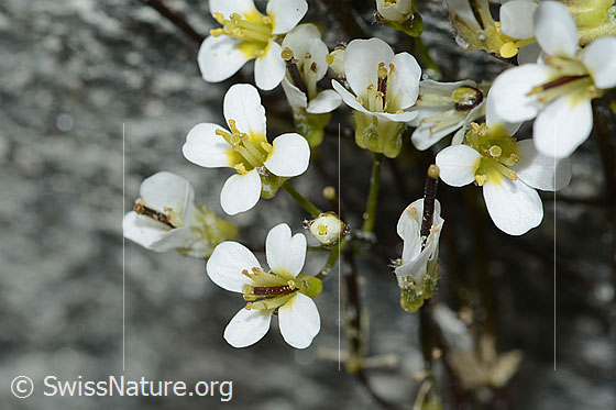 Photo: Arabis alpina. Blossoms.