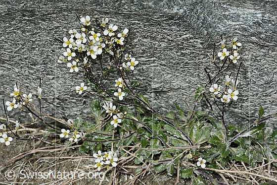 Photo: Arabis alpina. Whole plant (habiti).