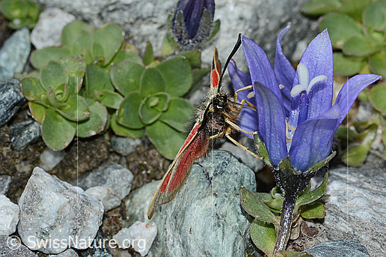 Foto: Alpen-Widderchen (Zygaena exulans) an Mont Cenis-Glockenblume (Campanula cenisia). Ansicht von vorne.
