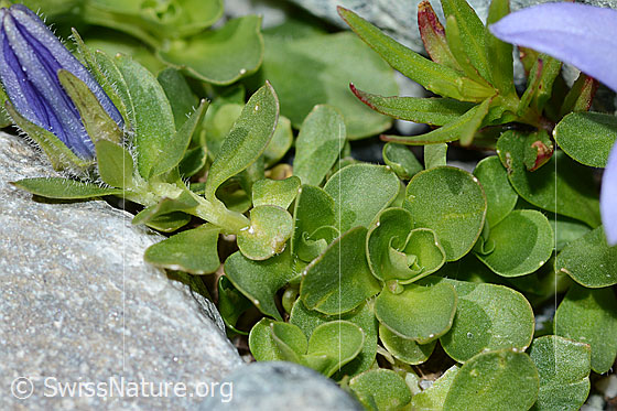 Photo: Campanula cenisia. Leaves.