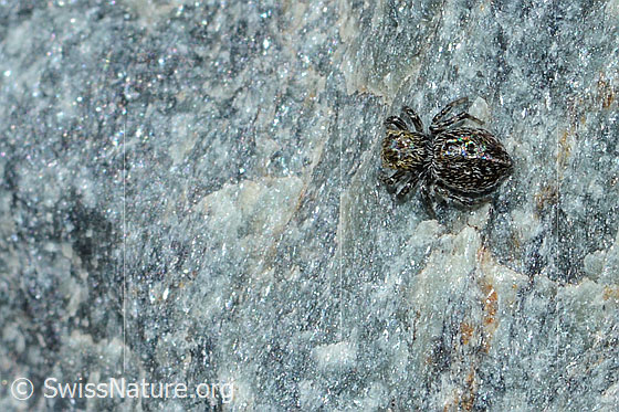 Photo: Probably Attulus longipes. Female. Length: 5mm.