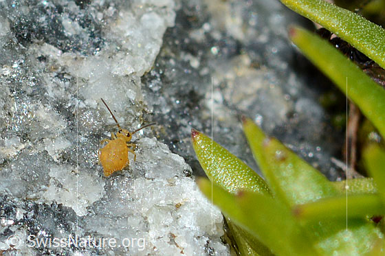 Luzernefloh (Sminthurus viridis)
