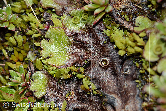 Berg-Brunnenlebermoos (Marchantia polymorpha subsp. montivagans)
