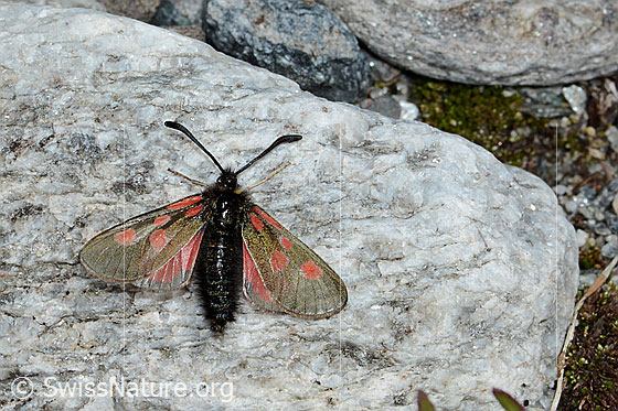 Foto: Alpen-Widderchen (Zygaena exulans). Flügel geöffnet. Ansicht von oben.
