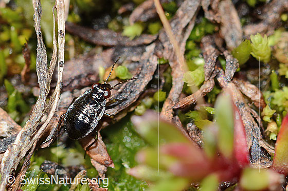Photo: Probably Micracanthia fennica. Length 2.5mm. Larva. Ice age relict. View from diagonally above.