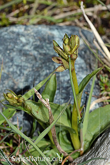 Photo: Coeloglossum viride. Whole plant (habiti).