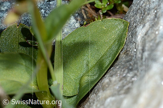 Foto: Grüne Hohlzunge (Coeloglossum viride). Stängel und Blatt.