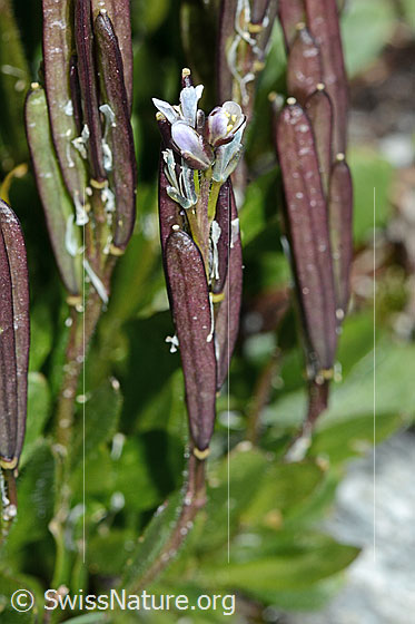 Photo: Arabis caerulea. Blossom and fruits.
