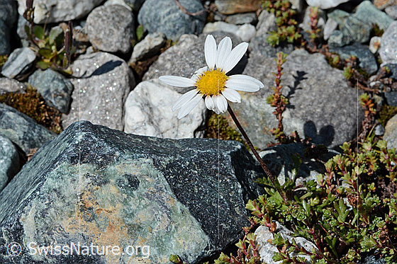 Photo: Leucanthemopsis alpina. Whole plant (habiti).