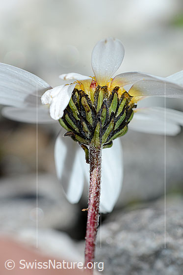 Foto: Gewöhnliche Alpenmargerite (Leucanthemopsis alpina). Stängel, Kelch und Blüte.