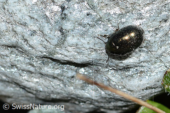 Halbstreifiger Pillenkäfer (Simplocaria semistriata)