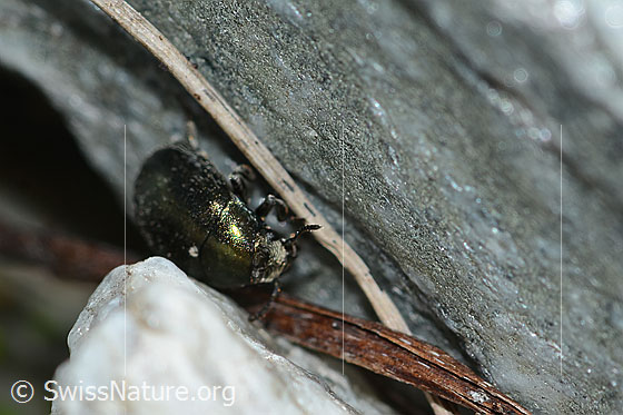 Photo: Probably Simplocaria semistriata. Length 2.5 - 3mm. View diagonally from the front.