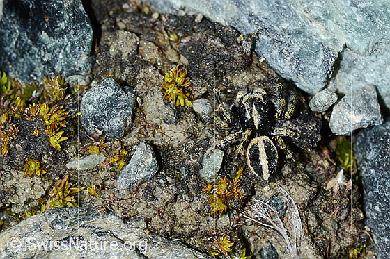 Photo: Probably Attulus longipes. Male. View from above.