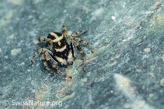 Photo: Probably Attulus longipes (jumping spider) on rock (serpentine). Male. View from the front.