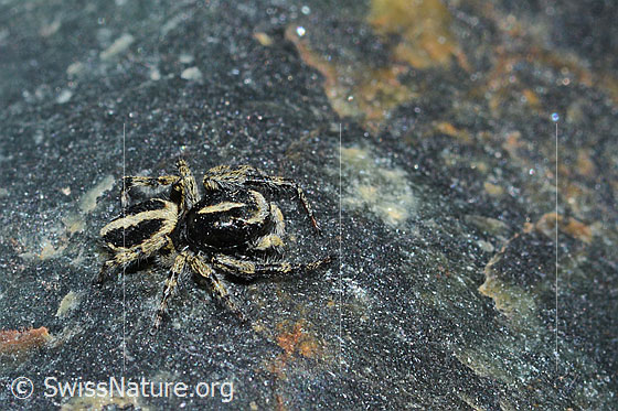 Photo: Probably Attulus longipes (jumping spider) on rock (serpentine). Male. View from the side.