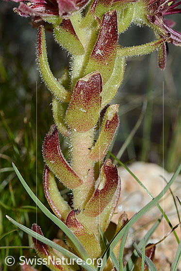 Photo: Sempervivum montanum. Stem and stem leaves.