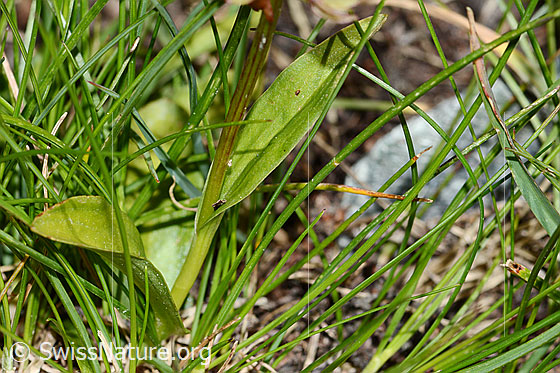 Photo: Coeloglossum viride. Leaves and stem.
