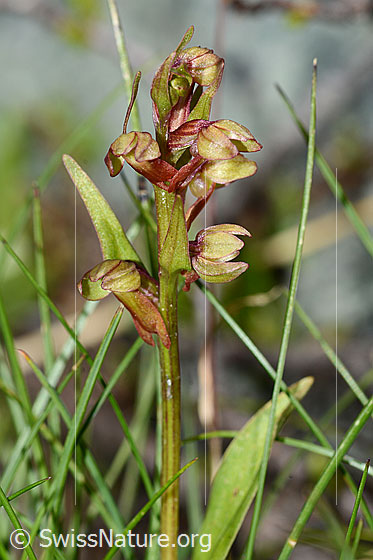 Foto: Grüne Hohlzunge (Coeloglossum viride). Blüten und Stängel.