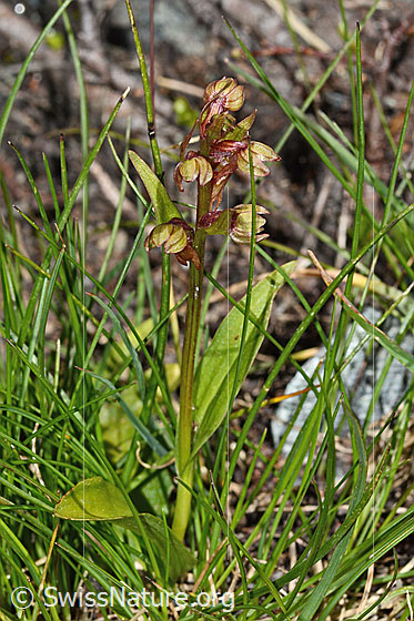 Foto: Grüne Hohlzunge (Coeloglossum viride), Ganze Pfanze (Habitus).