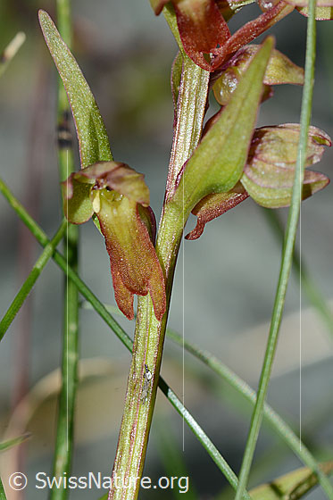 Photo: Coeloglossum viride. Blossom and stem.