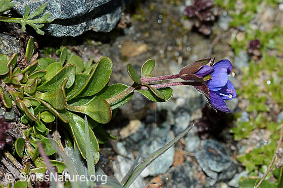 Photo: Veronica fruticans. Whole plant (habiti). View from the side.