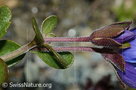 Photo: Veronica fruticans. Stem leaves, stem and calyx.
