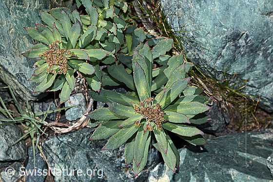 Photo: Rhodiola rosea. Whole plant (habiti). Faded. View from above.