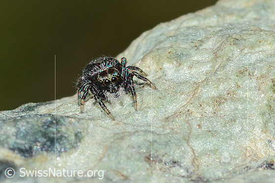 Photo: Probably Attulus longipes. Female. View from the front.