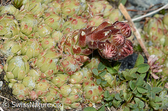 Photo: Sempervivum arachnoideum. Whole plant (habiti).