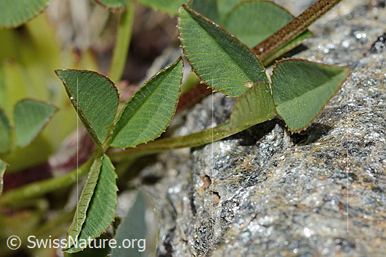 Photo: Trifolium pallescens. Stem and leaves. Leaf top.