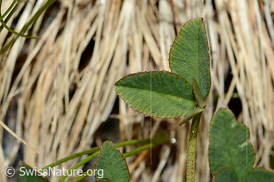 Photo: Trifolium pallescens. Leaf top.