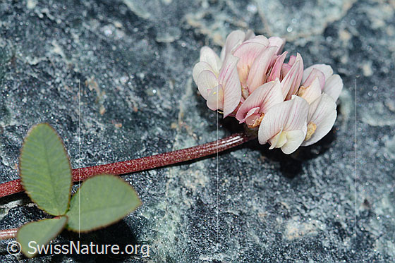 Photo: Trifolium pallescens. Leaves, stem and blossom. View from the side.