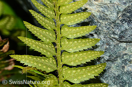 Photo: Polystichum lonchitis. Leaves, sori and stem. View from below.