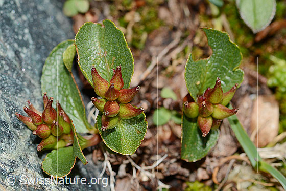 Foto: Kraut-Weide (Salix herbacea). Blätter und Früchte. Ansicht von schräg oben.