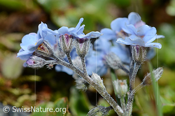 Foto: Alpen-Vergissmeinnicht (Myosotis alpestris). Blüten, Kelche und Stängel. Ansicht von der Seite.