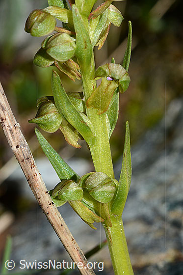 Foto: Grüne Hohlzunge (Coeloglossum viride). Blüten und Stängel.
