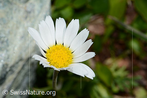Photo: Leucanthemopsis alpina. Blossom.