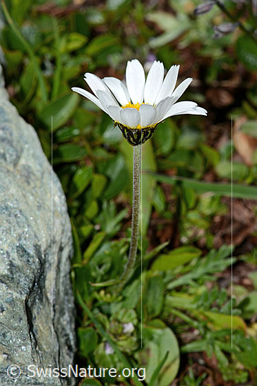 Photo: Leucanthemopsis alpina. Blossom and stem. View from the side.