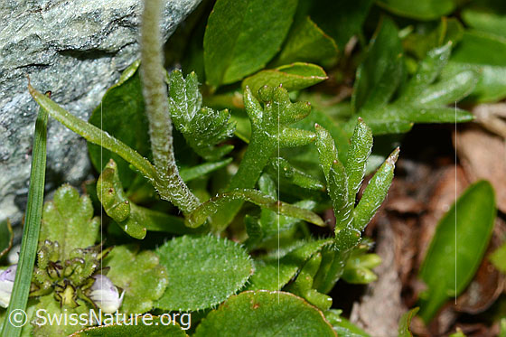 Foto: Gewöhnliche Alpenmargerite (Leucanthemopsis alpina). Stängel und Blätter (ähnlich einer Pfote).