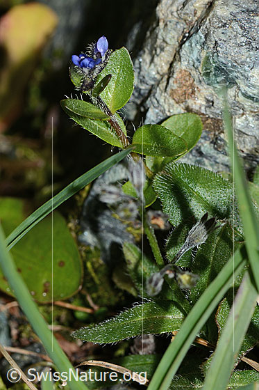 Photo: Veronica alpina. Whole plant (habiti).