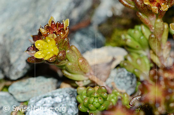 Photo: Sedum alpestre. Blossom and stem.